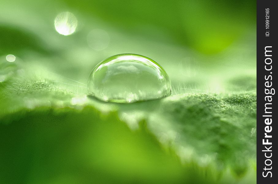 Selective Focus Photo Of Tear Drop