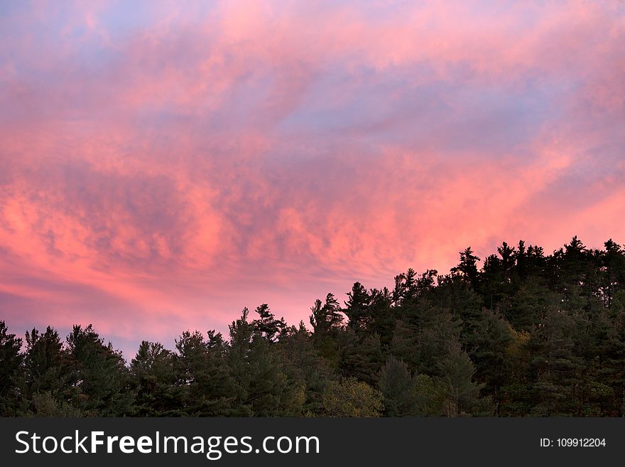 Green Forest Trees Under Pink and Blue Sky during Sunset