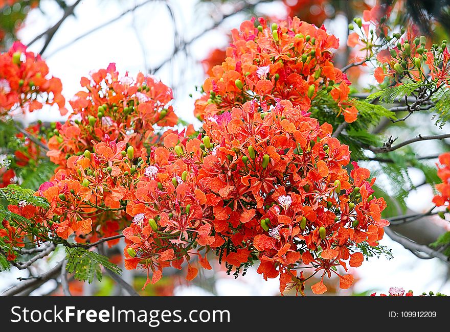 Shallow Focus Photography Of Orange Flowers