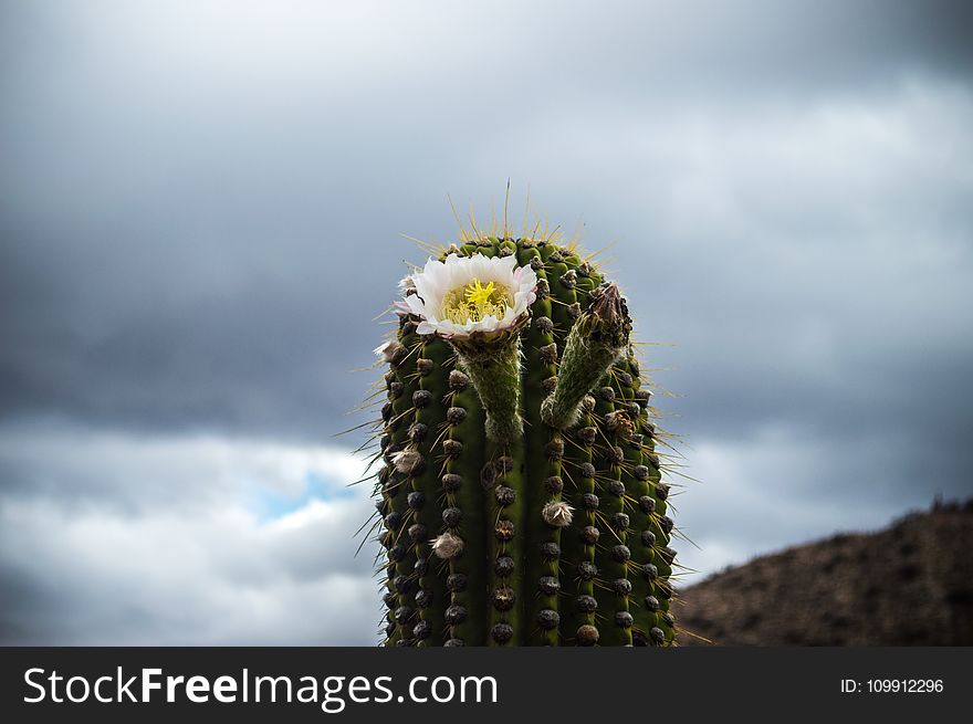 Close-up Photography of a Cactus