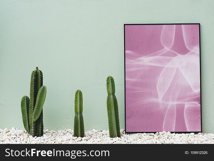 Pink and White Abstract Painting Near Green Cactus