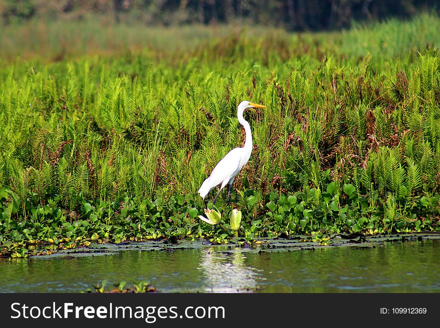 White Bird Near Spring River