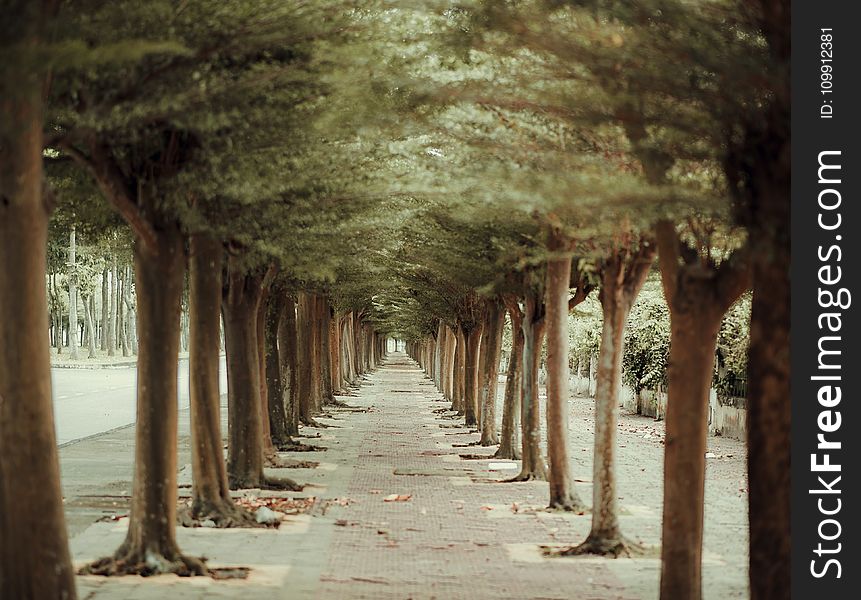 Trees in Straight Line Beside Pathway