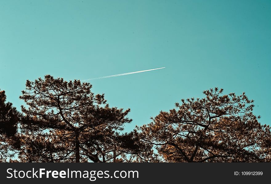 Green Leaf Trees Under Blue Sky