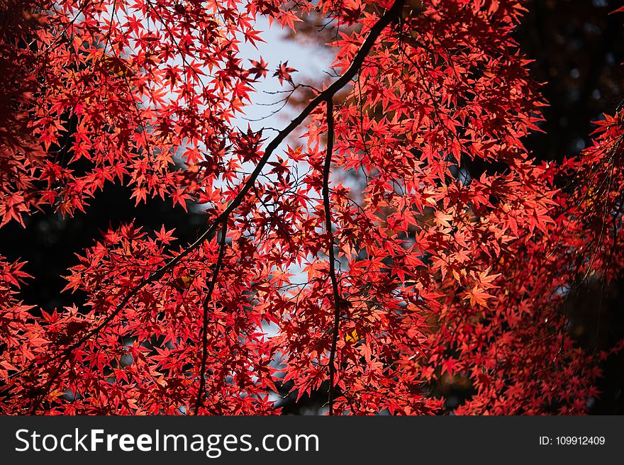 Red Leaf Tree