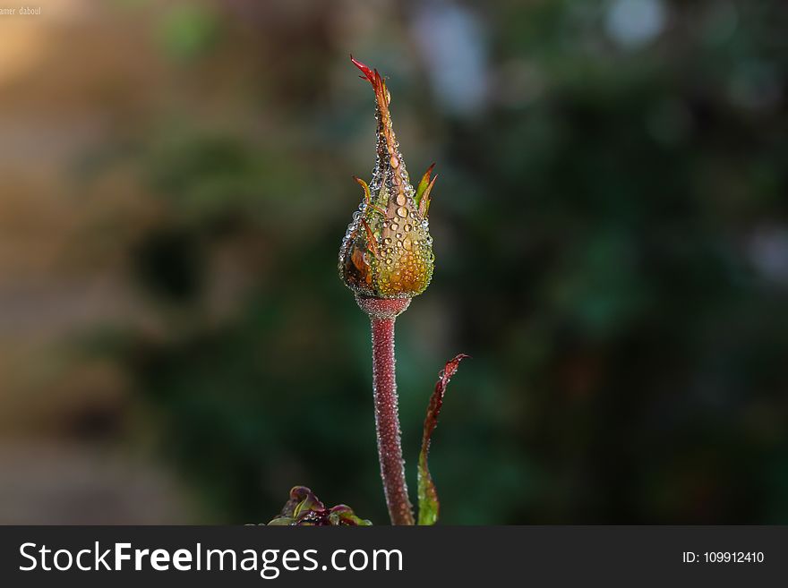 Shallow Focus Photography Of Multicolored Flower