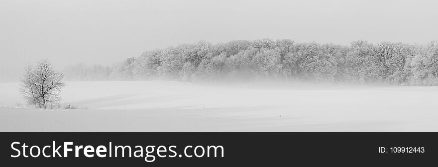 Winter Forest Illustration