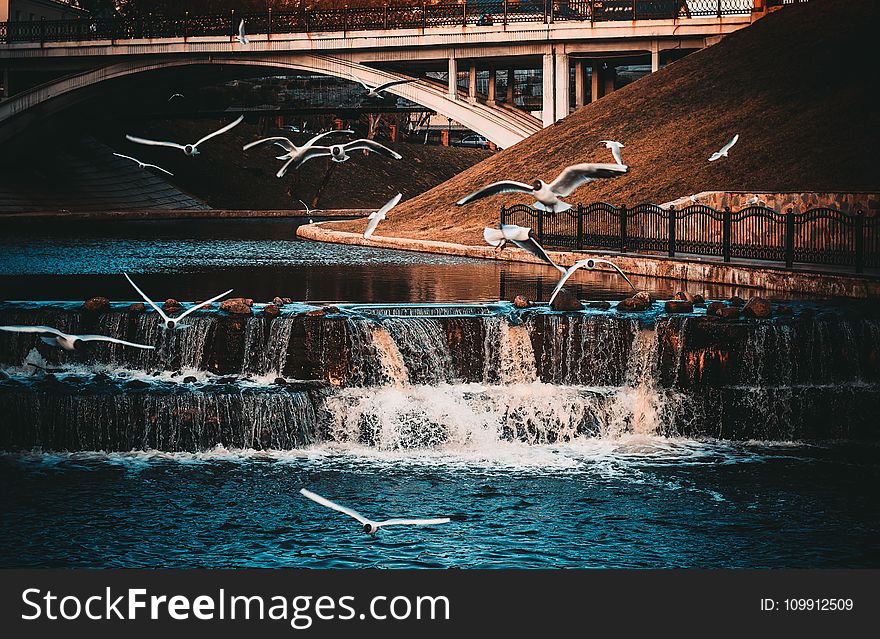 White-and-black Birds Flying Near Waterfall