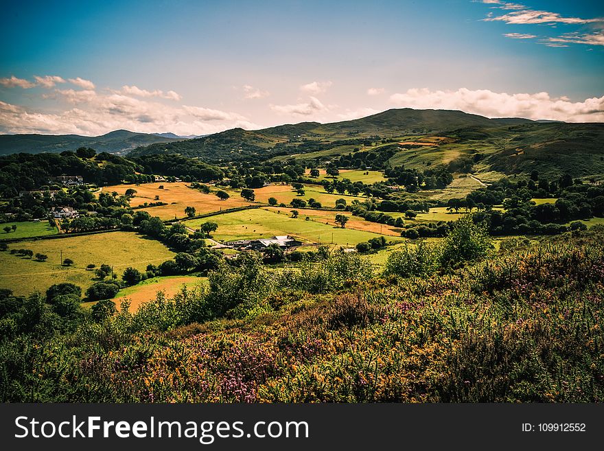 Green Tree And Grass Field At Daytime