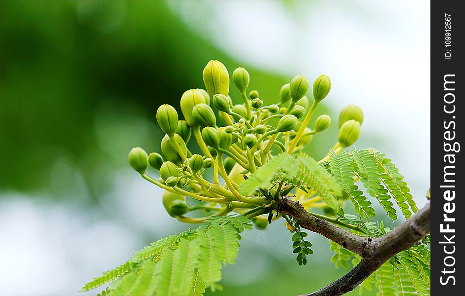 Green Leafed Tree