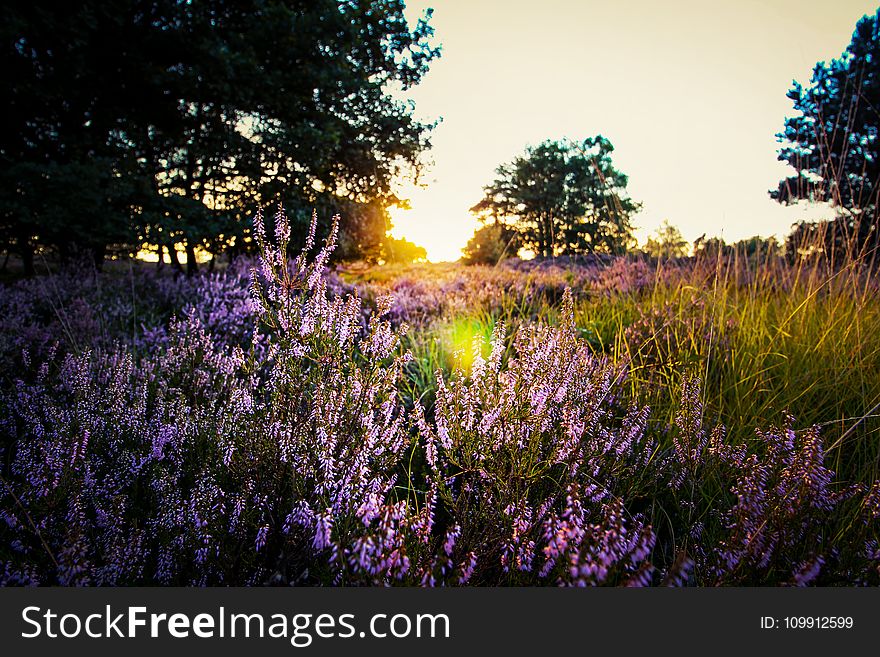 Purple Lavender on Field during Sunset