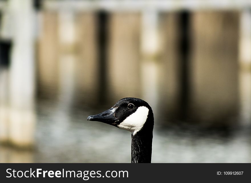 White and Black Duck