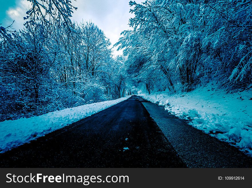 Black Concrete Road Surrounded By Trees With Snow