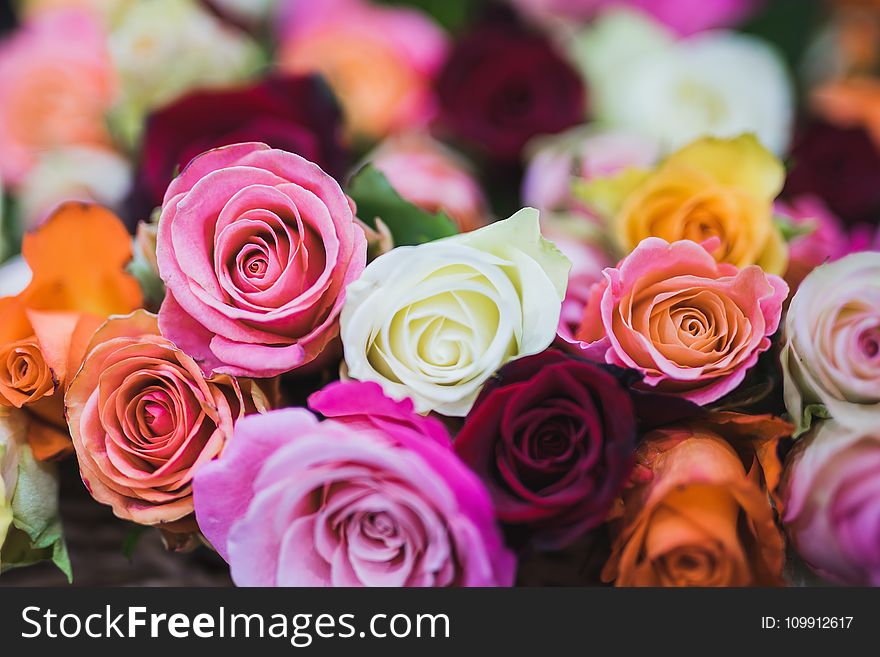 Assorted Color of Rose Flowers