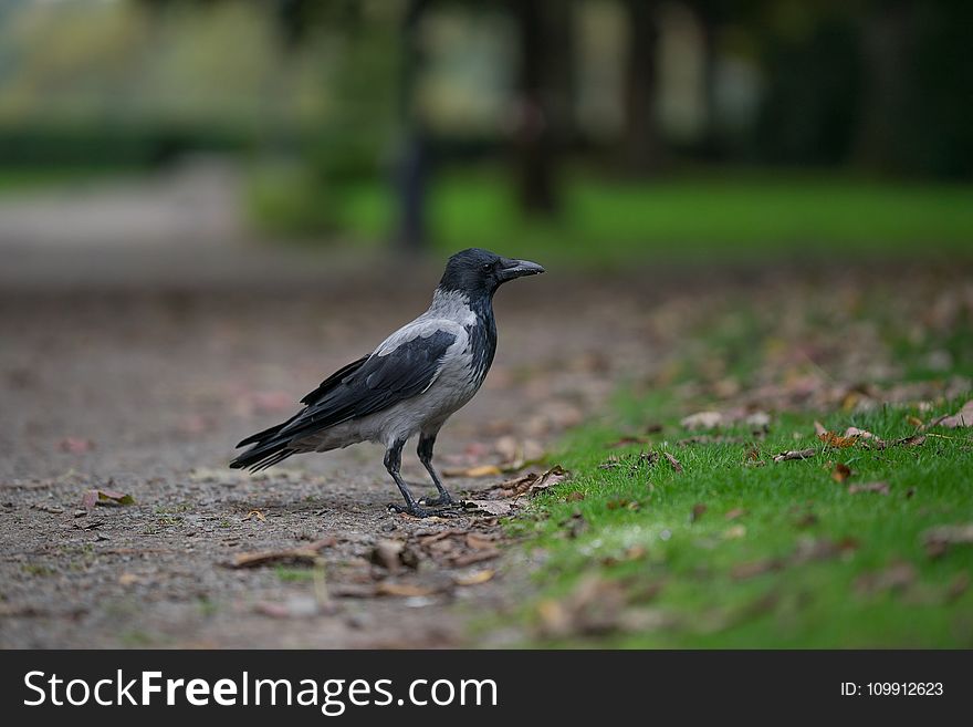 Black Winged Crow on Grass Field