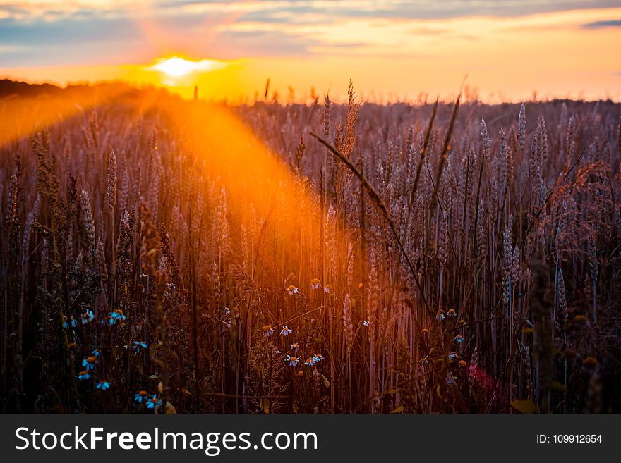Photography of Wheat