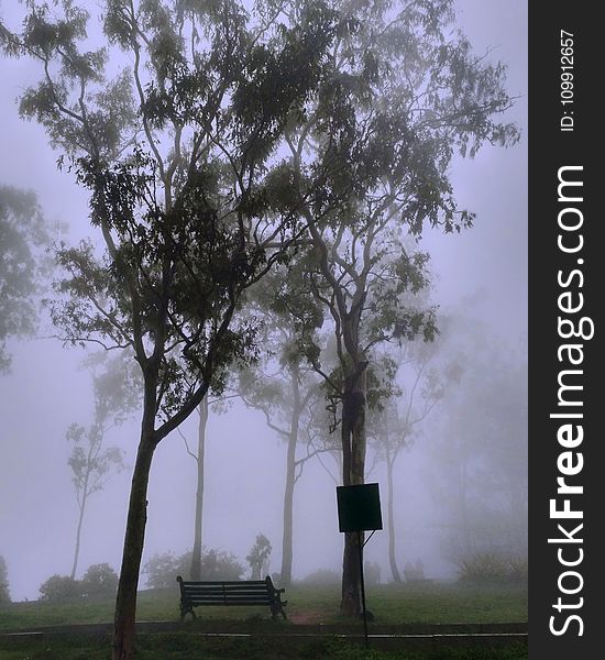 Park Covered With Fog