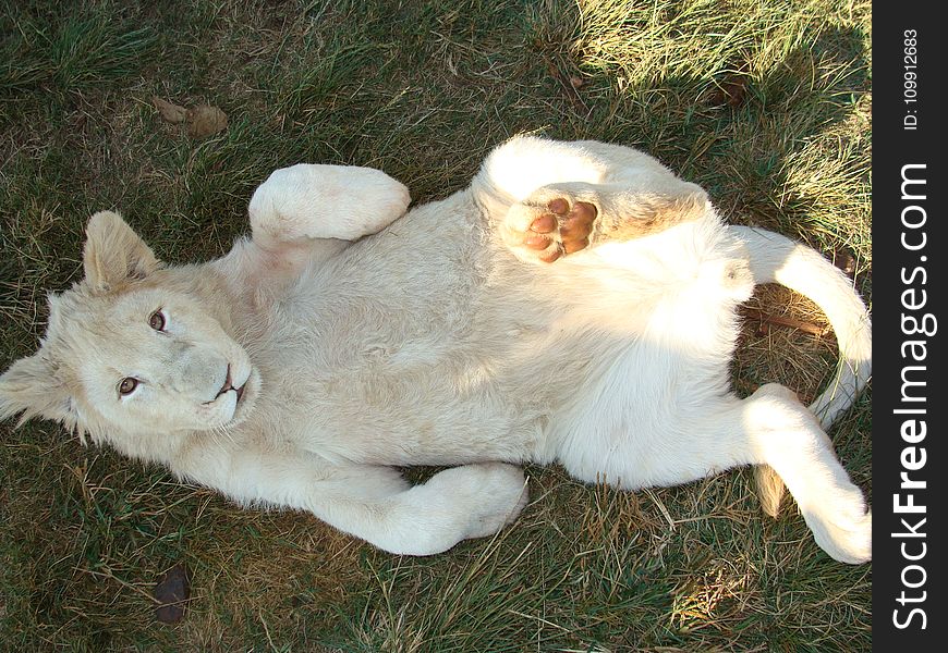 Lying Albino Tiger in the Grass