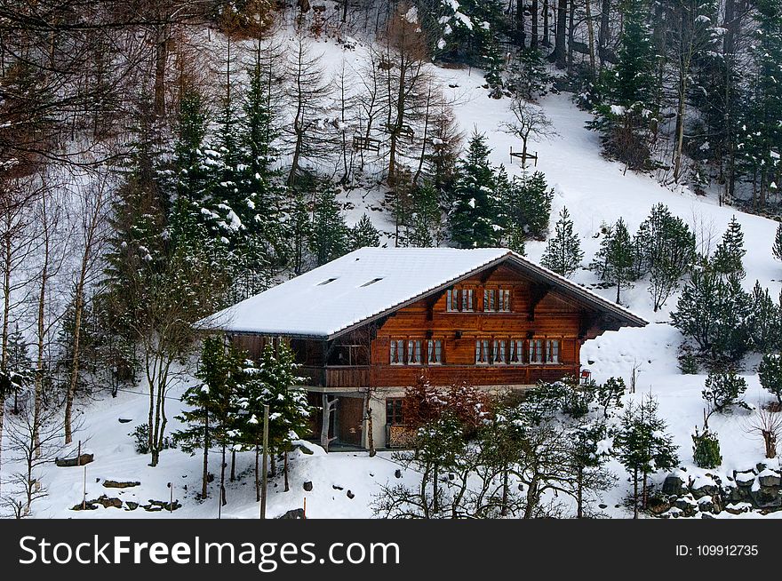 Photo of Chalet in the Forest