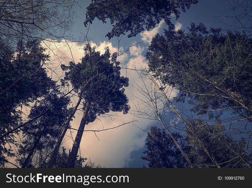 Branches, Clouds, Daylight