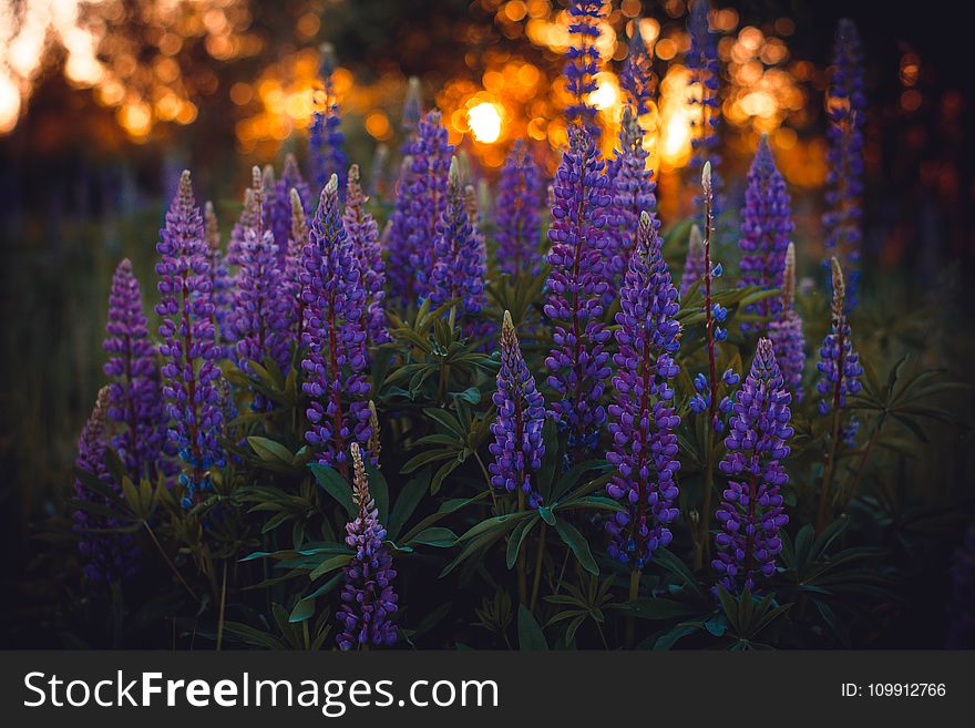 Close-up Photography of Lupines