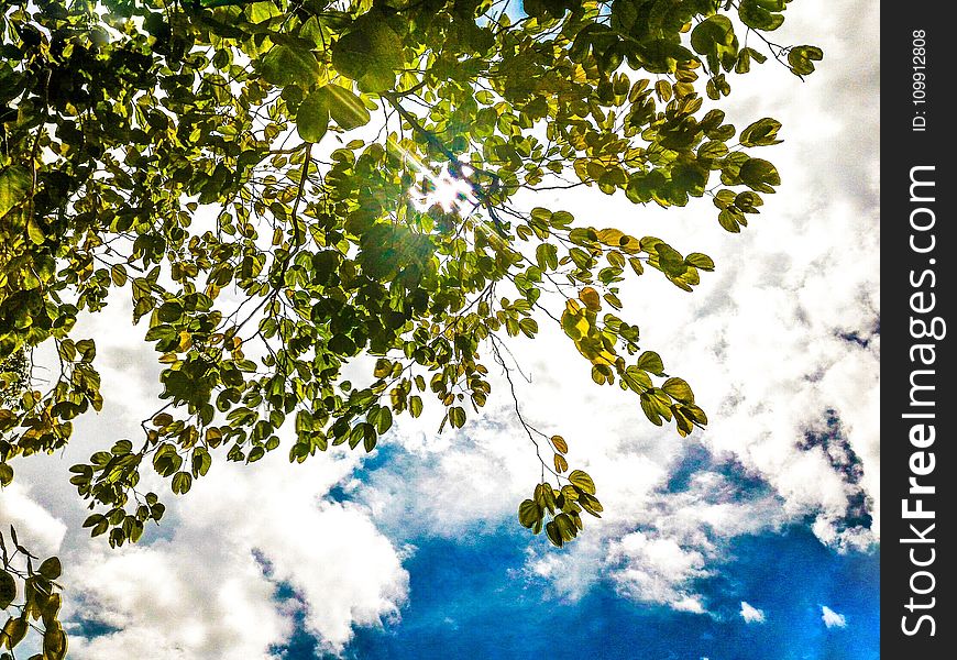 Green Leaf Tree