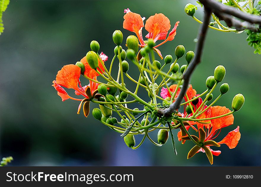 Focus Photography Of Orange And Green Flowers