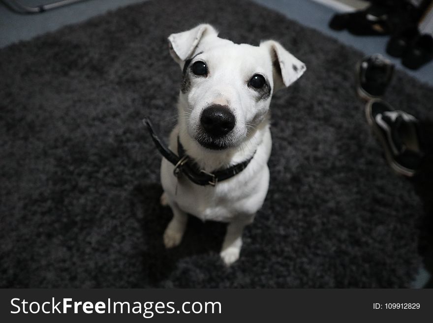 White Jack Russel With Black Collar