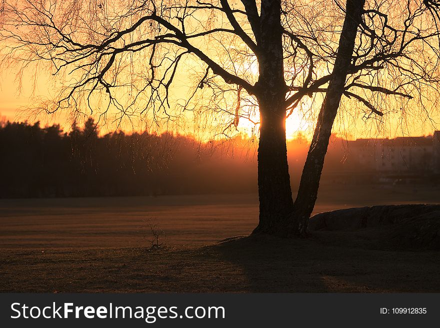 Silhouette Photo of Trees during Golden Hour