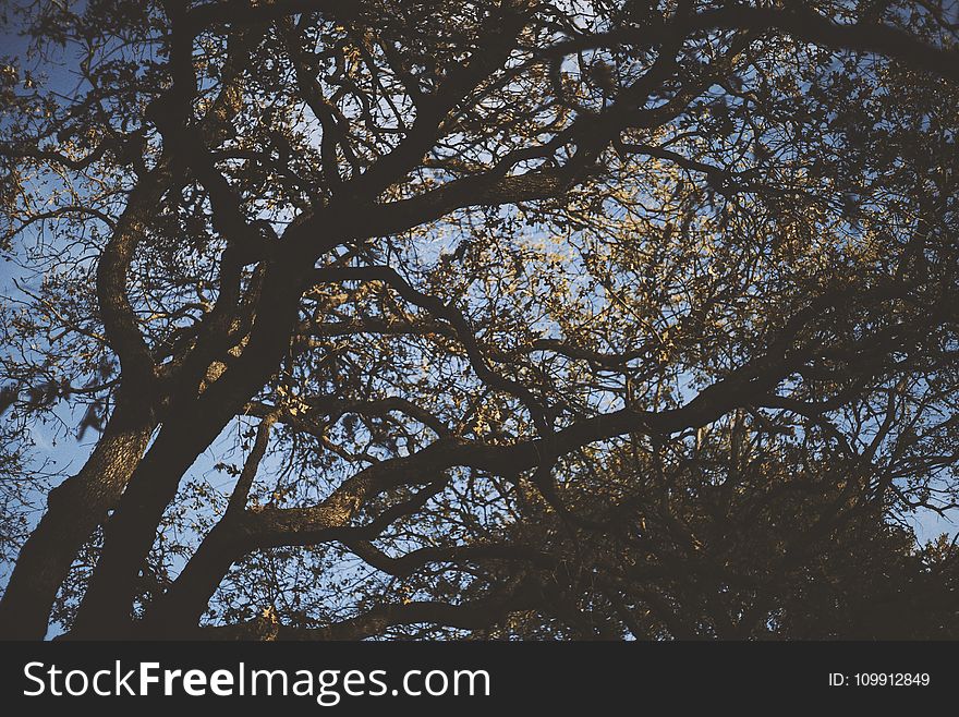 Low Angle Photography of Green Leaf Trees