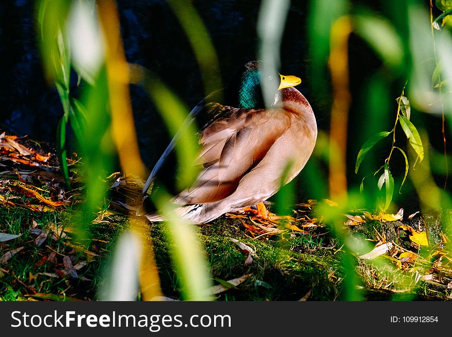 Photography Of Brown And Green Mallard Duck Near Green Plants