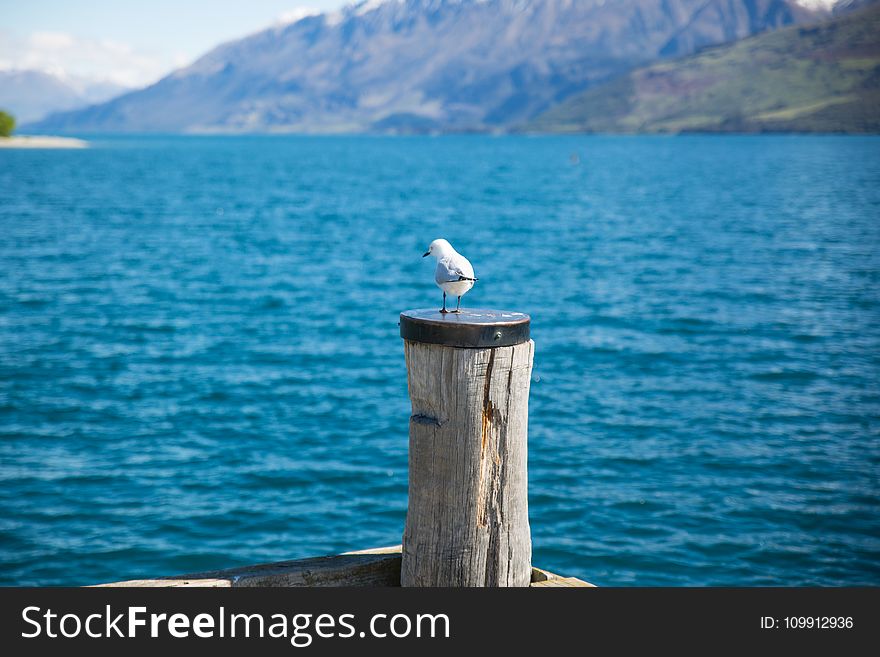 Depth Of Field Photography Of White Gull On Top Of Brown Wooden Pole In Front Of Body Of Water