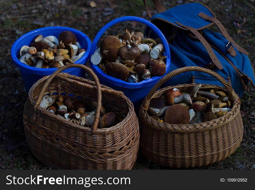 Four Basket of Mushrooms L
