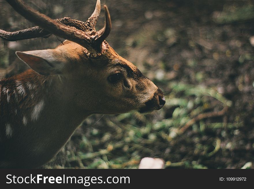 Brown Deer in Forest