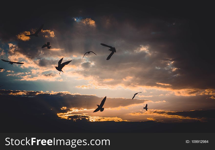 Flock of Birds Flying Above Sky during Sunset