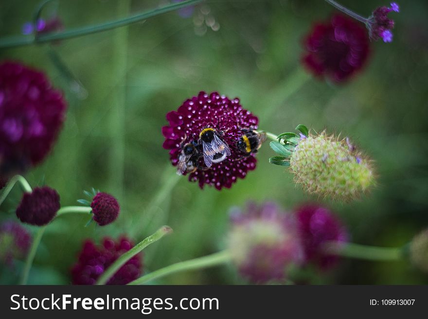 Shallow Focus Photography Of Three Bees On Purple Flower