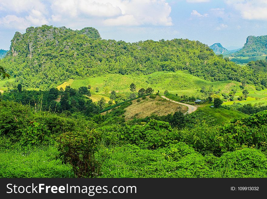 Green Grass Field and Trees High-saturated Photography