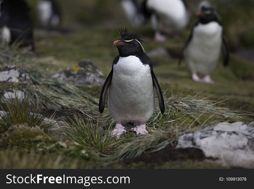 Black And White Penguin