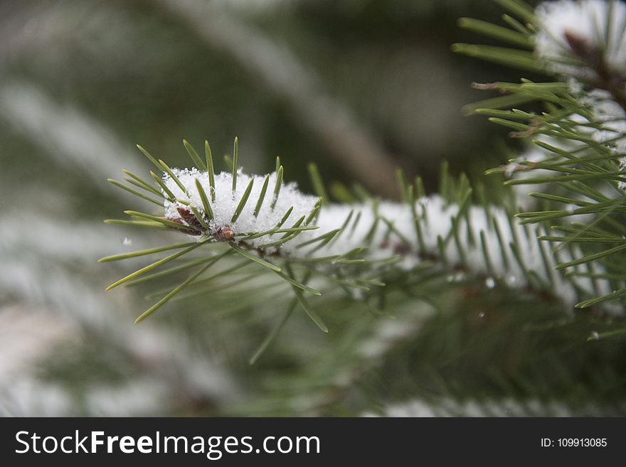 Shallow Focus Photo Of A Bug On Snowy Leaf