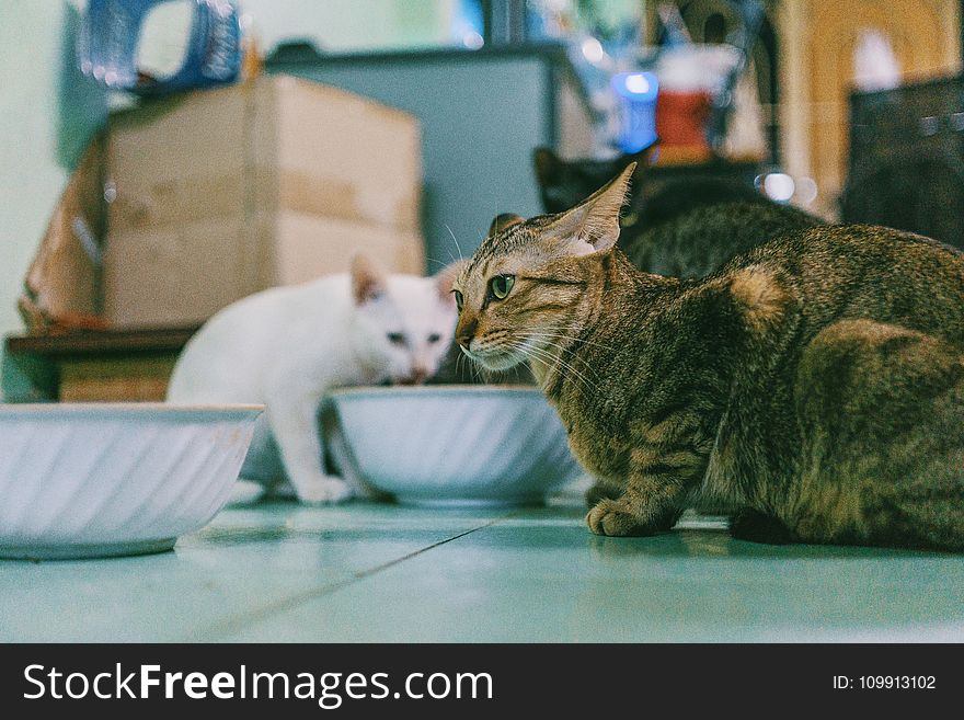 Photography Of Two Cats