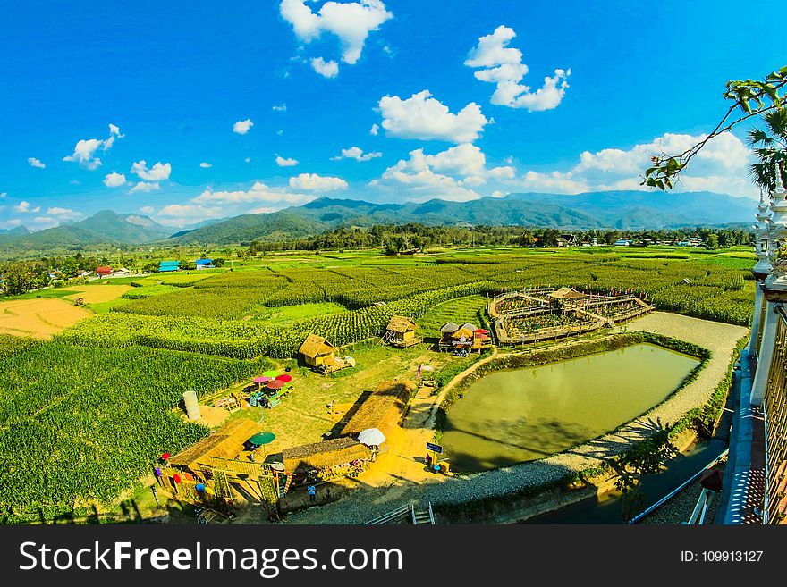 Green Rice Fields