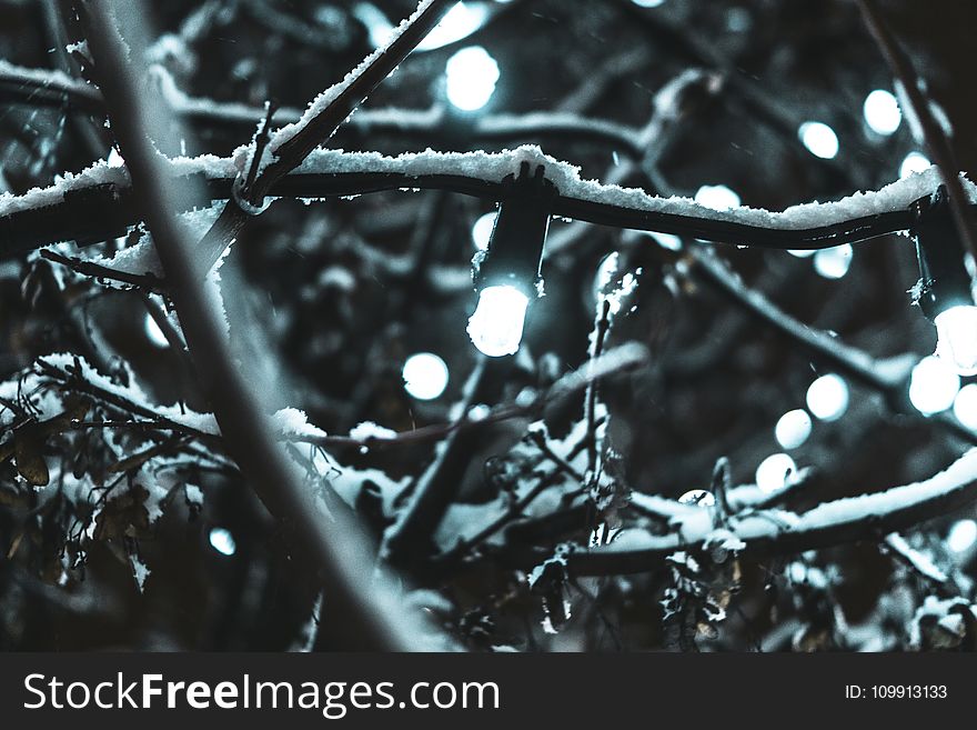 String Lights Covered by Snow