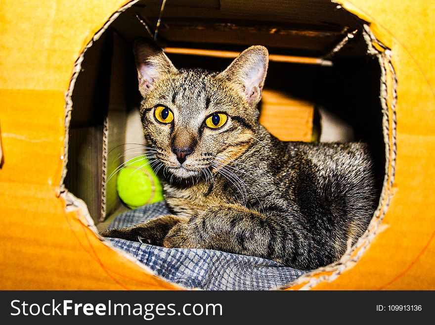 Silver Tabby Cat Inside a Brown Cardboard Box