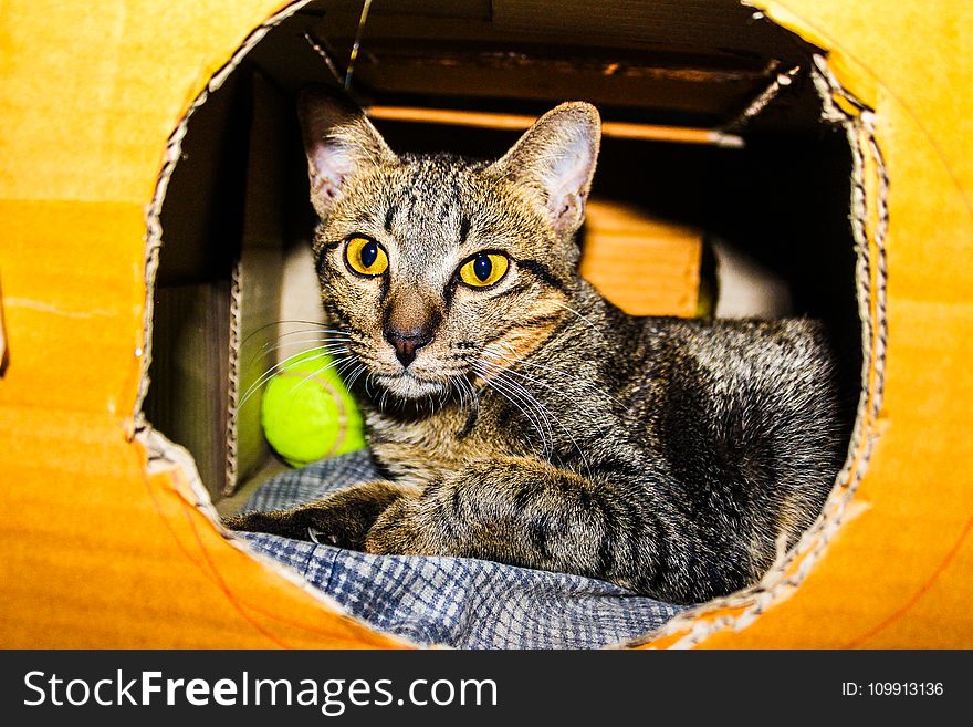 Silver Tabby Cat Inside A Brown Cardboard Box