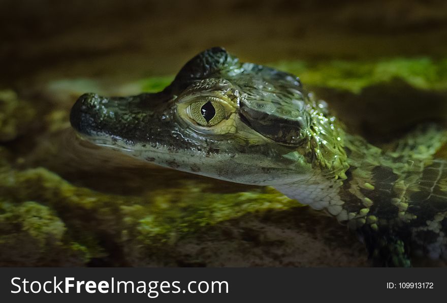 Close-up Photography of Baby Alligator