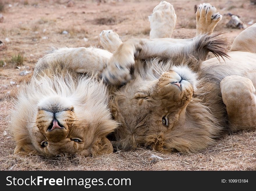 Two Gray Lions Laying on Sand