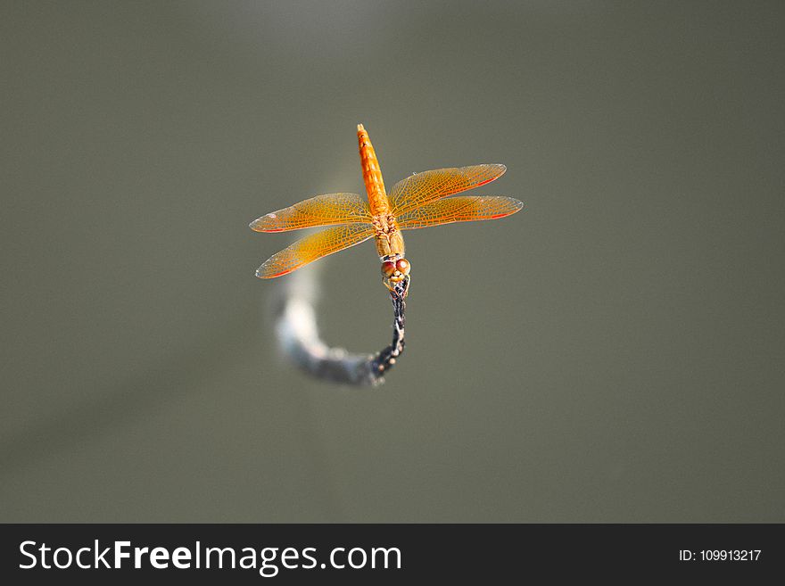 Brown Skimmer Perched on Gray Leaf