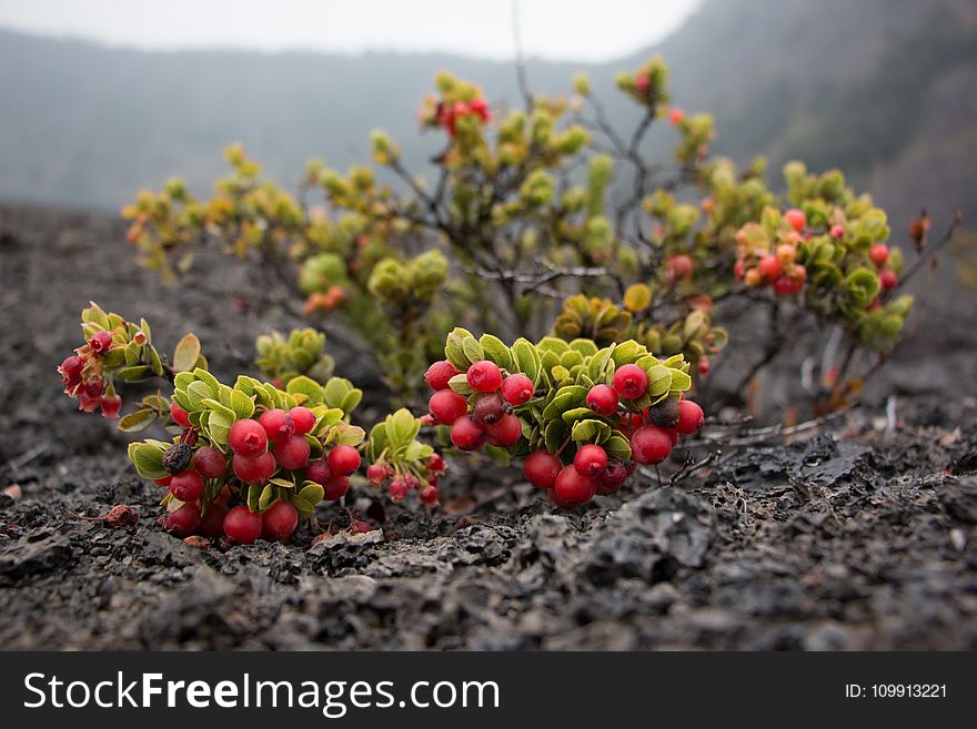 Round Red Fruits on Grass