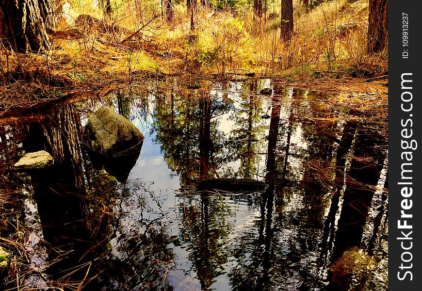 Body of Water in Forest