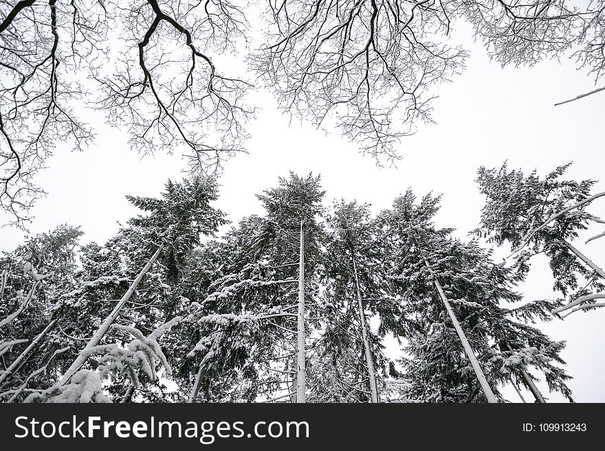 Grayscale Photo Of Pine Trees